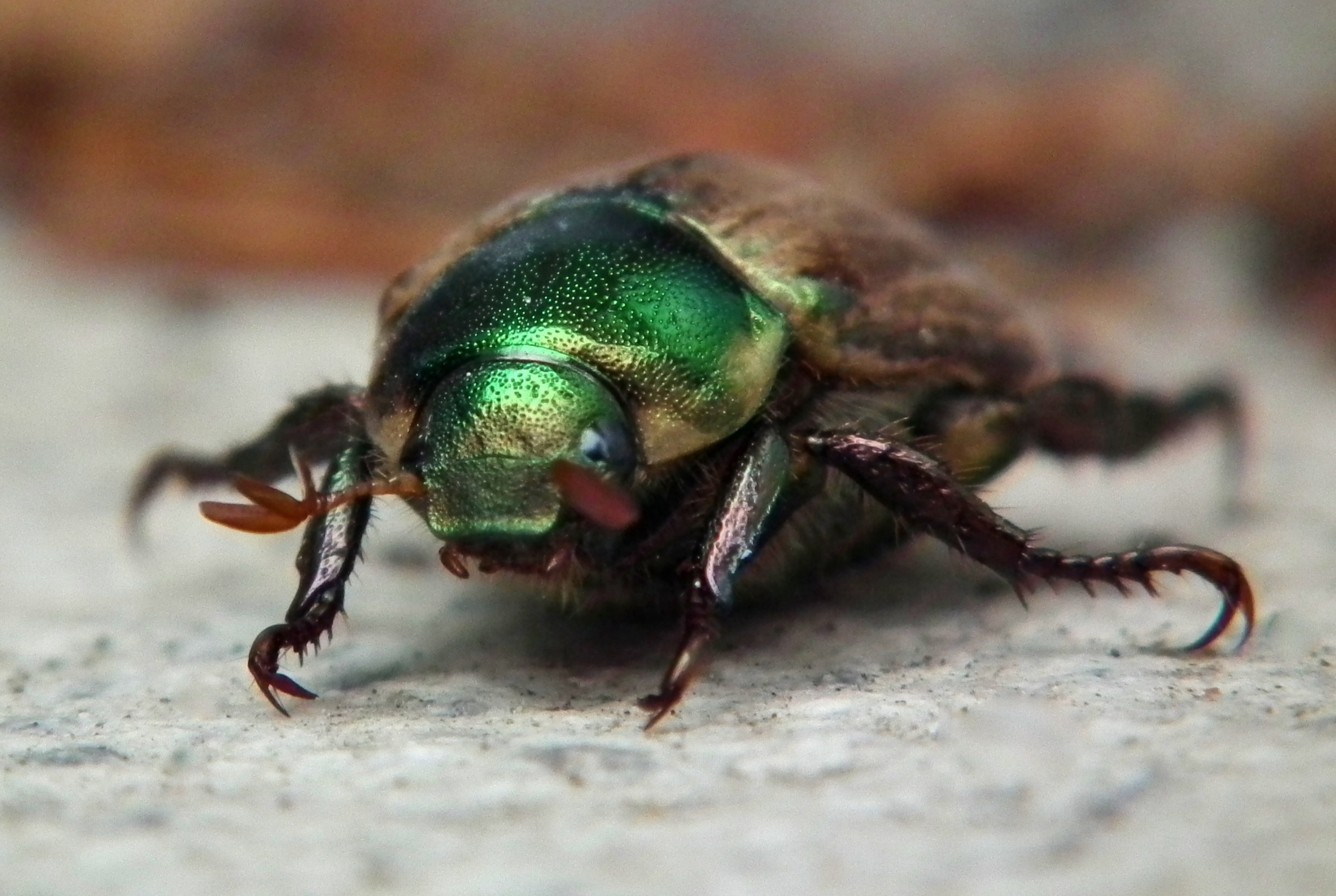 Junikever / Gouden tor of Julikever?